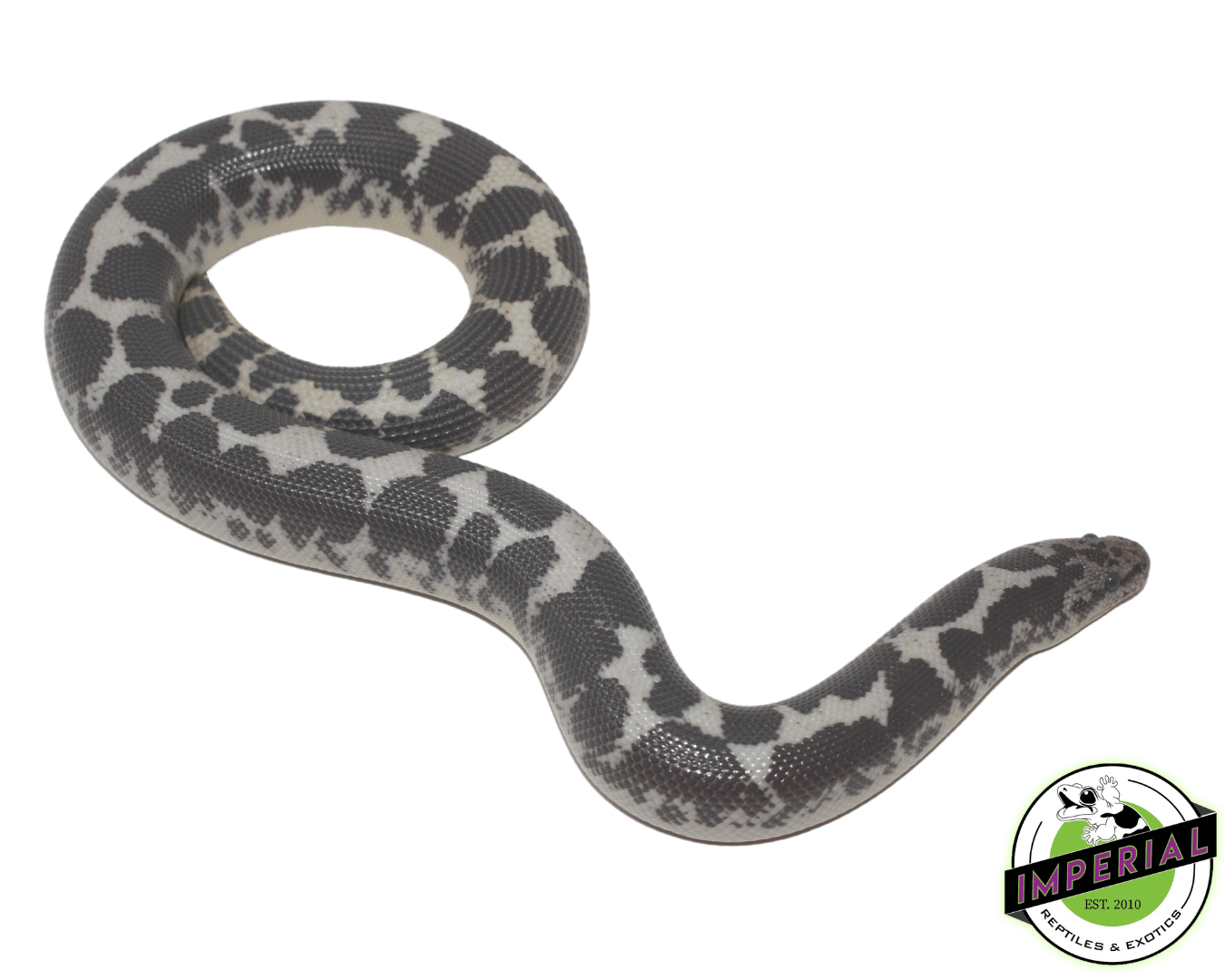 Anery Kenyan Sand Boa Adult — image 2