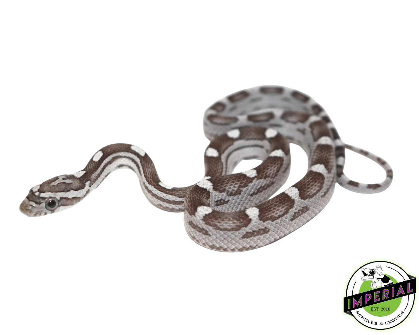Anery Motley Corn Snake Baby
