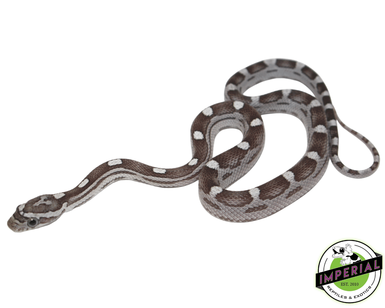 Anery Motley Corn Snake Baby — image 2