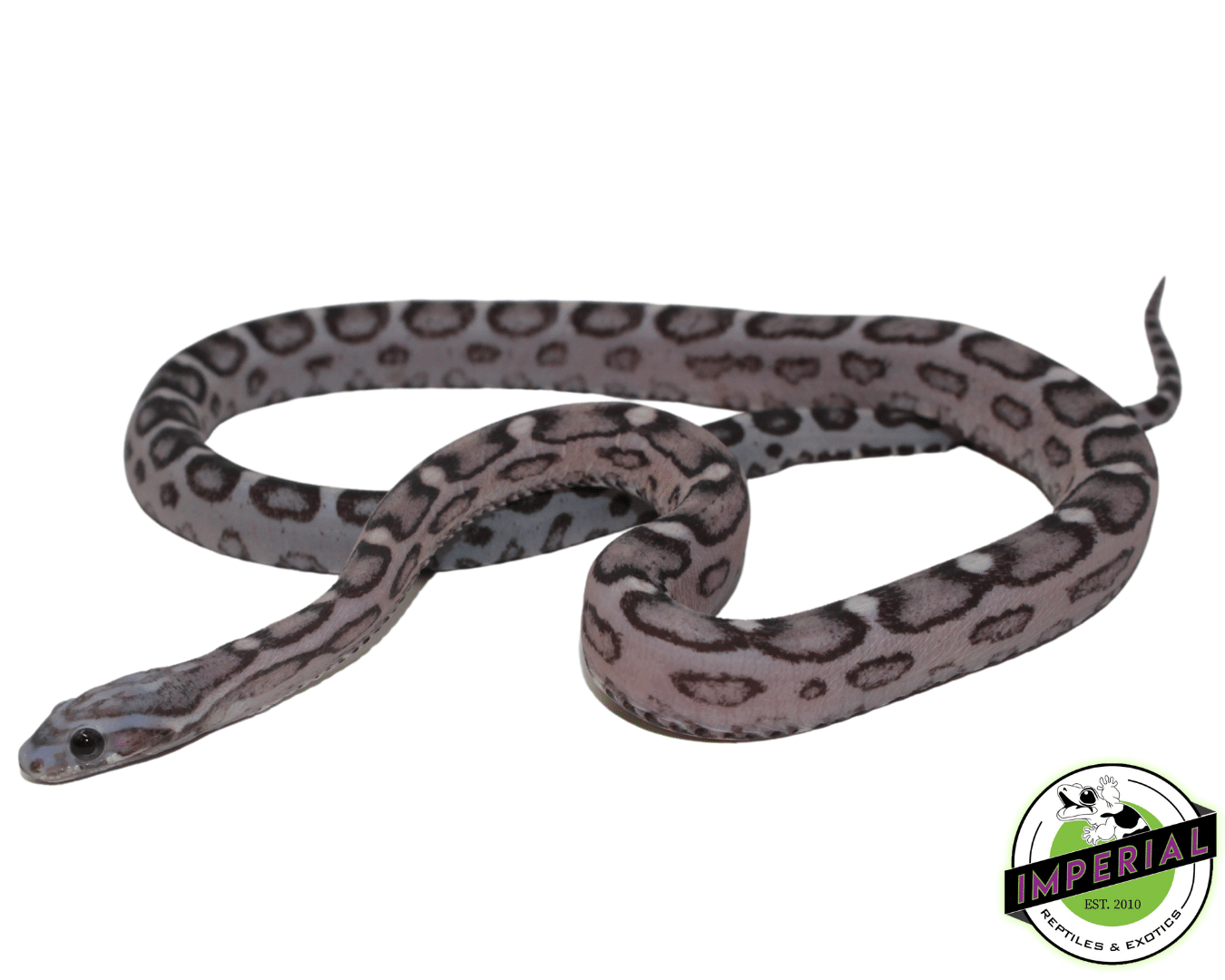 Anery Scaleless Corn Snake Sub Adult — image 2