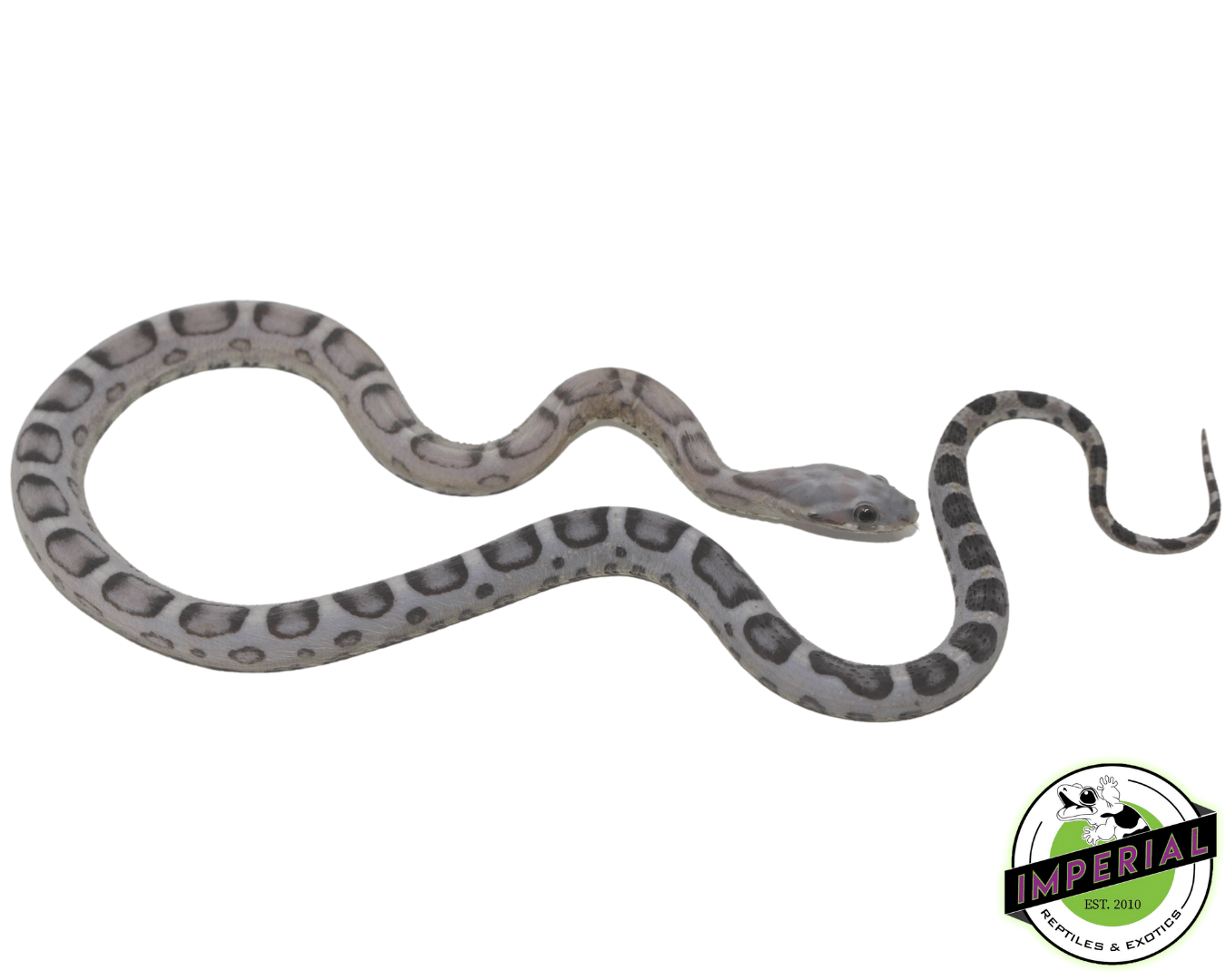 Anery Scaleless Corn Snake — image 2