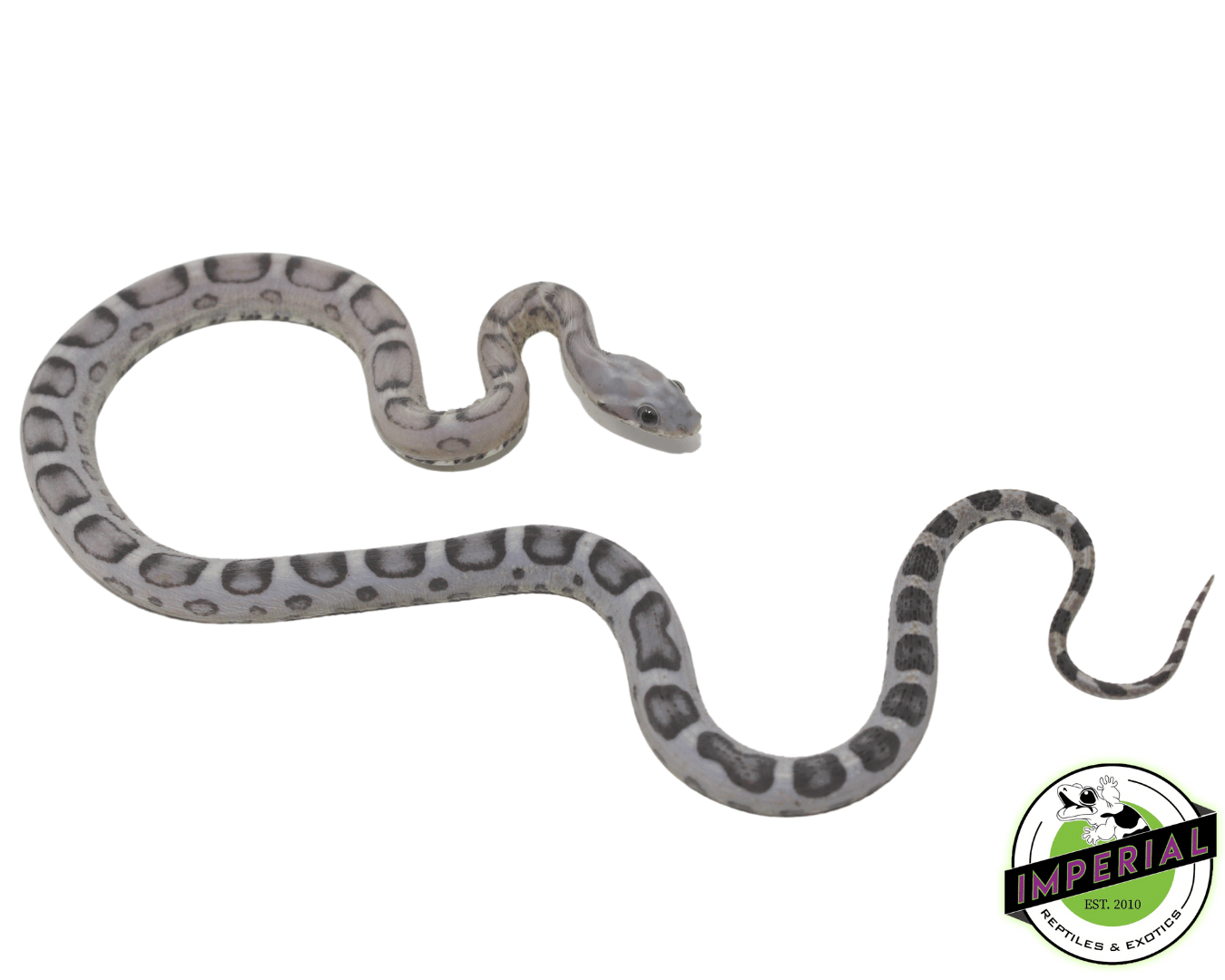 Anery Scaleless Corn Snake