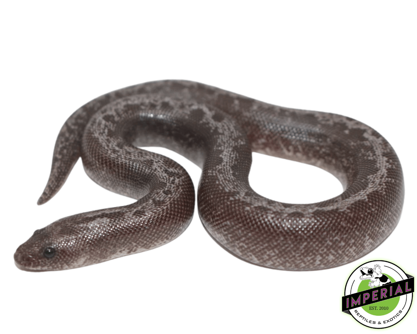 Anery Stripe Kenyan Sand Boa Baby