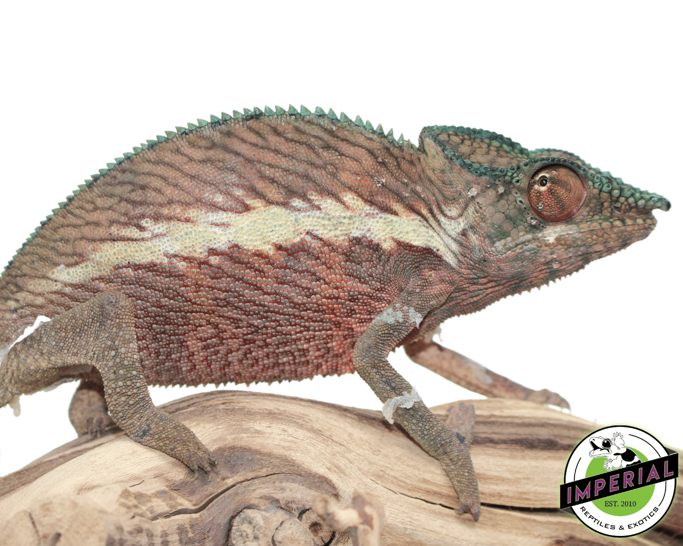 Ankaramy Panther Chameleon