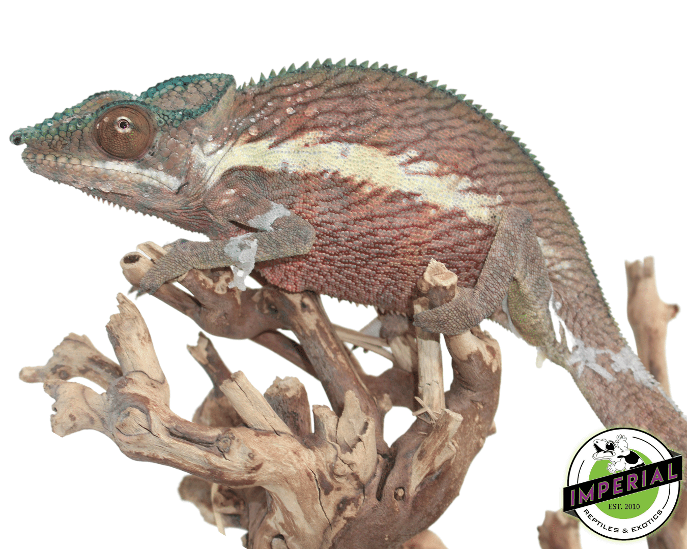 Ankaramy Panther Chameleon — image 2