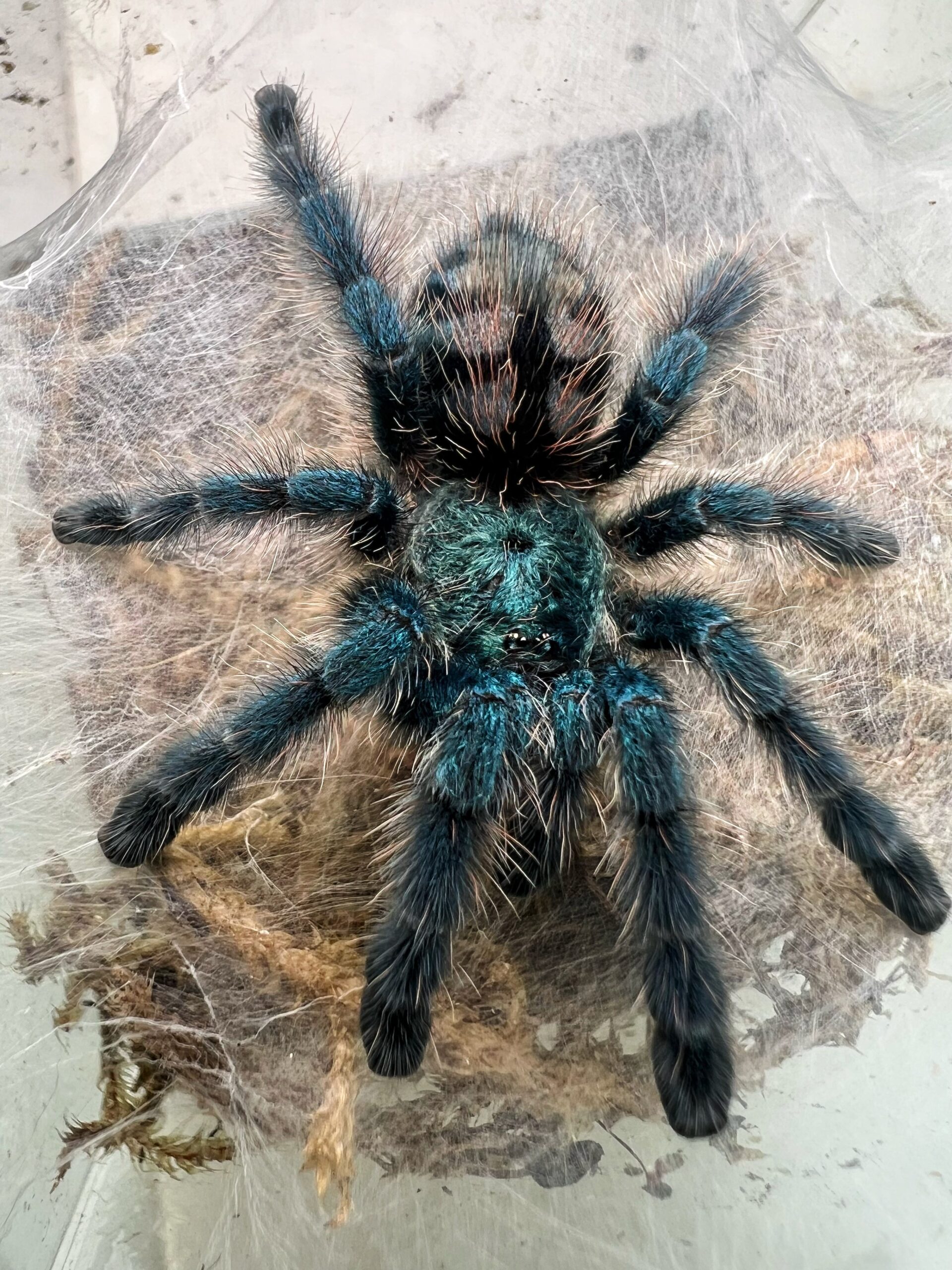 Antilles Pink-Toe Tarantula (Caribena versicolor) — image 2