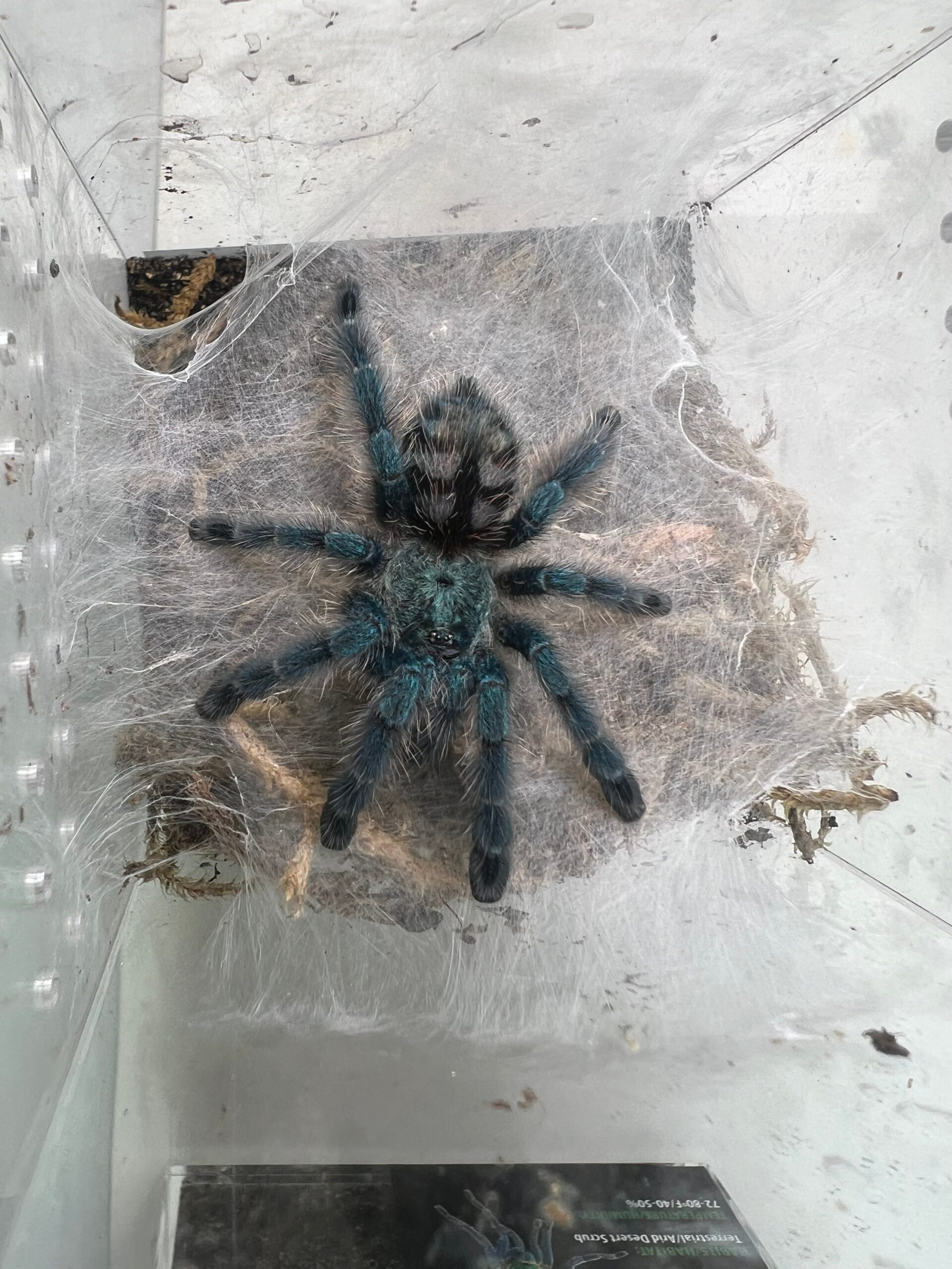 Antilles Pink-Toe Tarantula (Caribena versicolor) — image 3