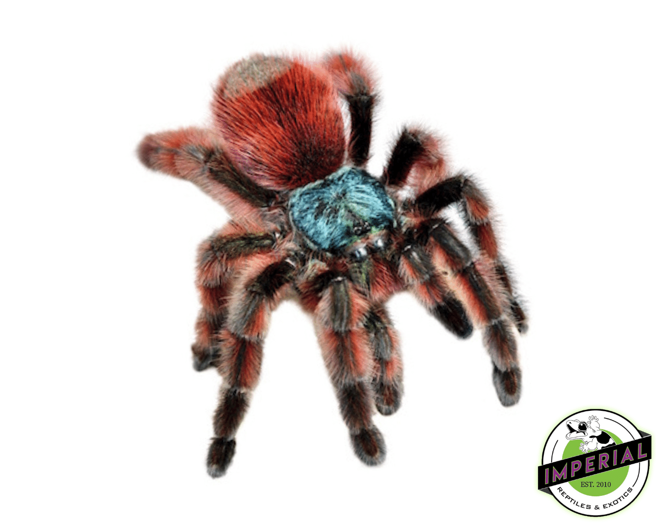 Antilles Pink-Toe Tarantula (Caribena versicolor)