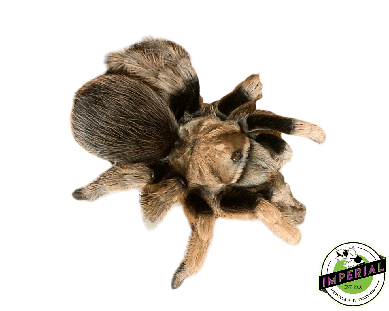 Aphonopelma sp. "Diamond Back" Tarantula
