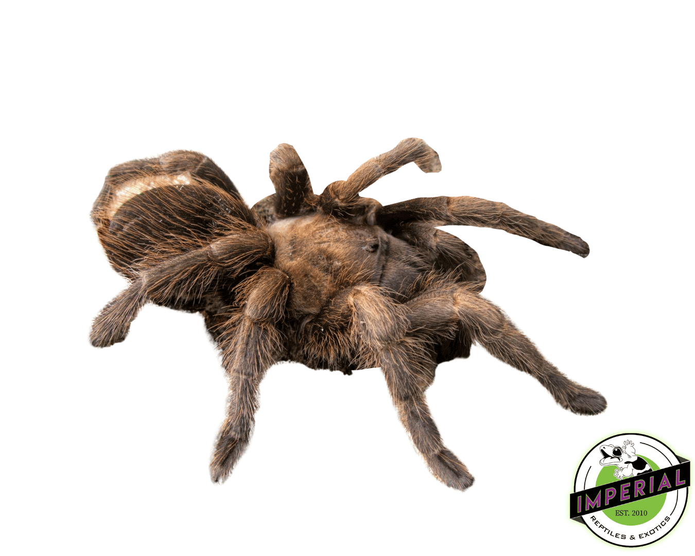 Aphonopelma sp. "Encinos" Tarantula