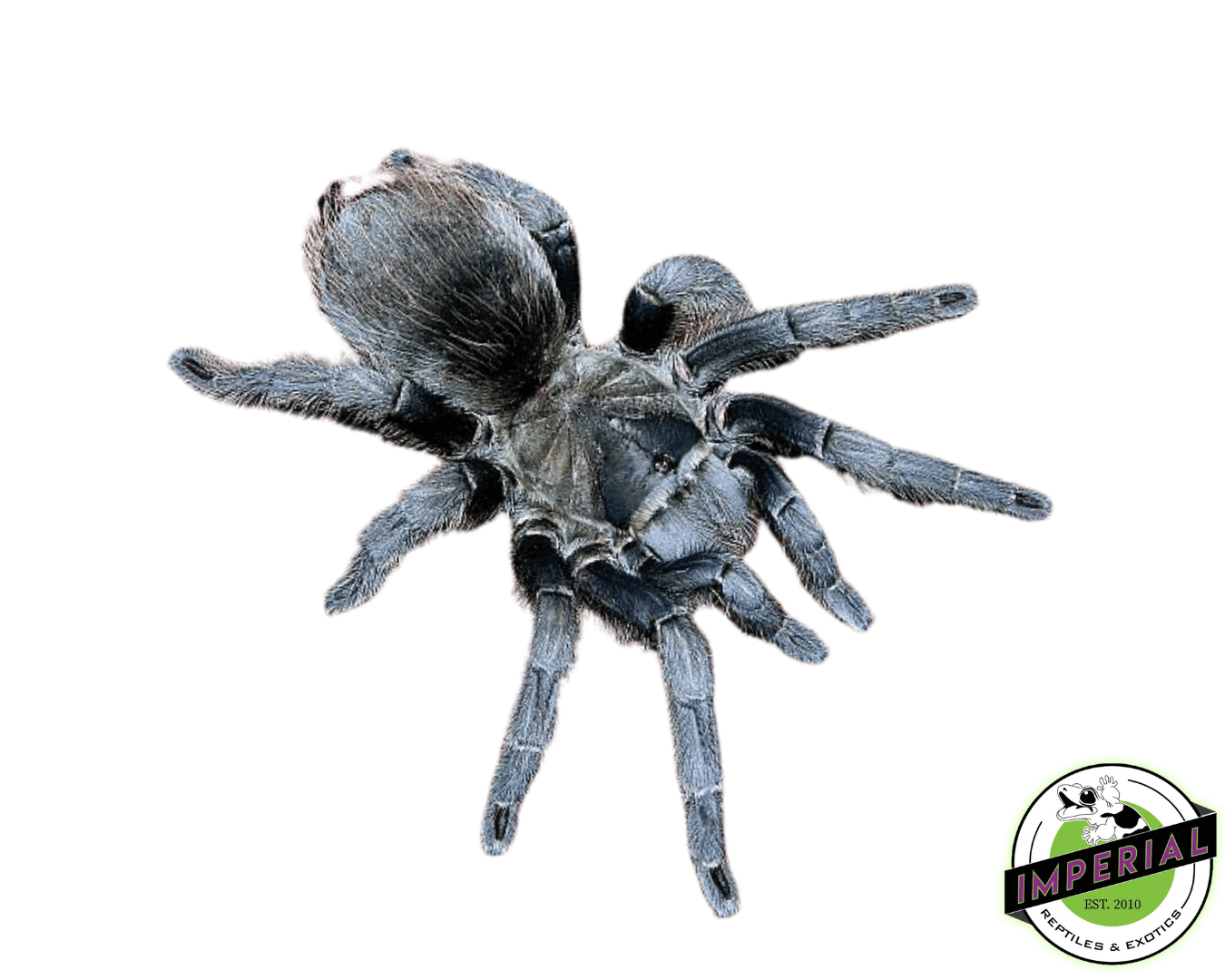 Aphonopelma sp. "Jalisco Gold Top" Tarantula