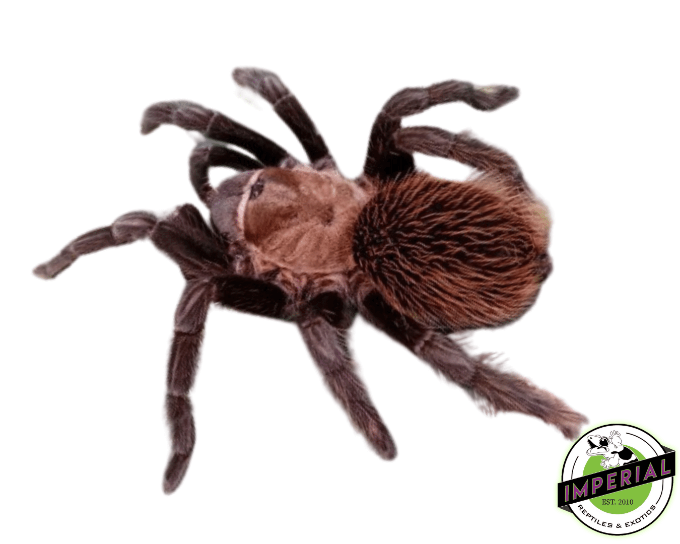 Aphonopelma sp. "Mexican Red and Gold" Tarantula
