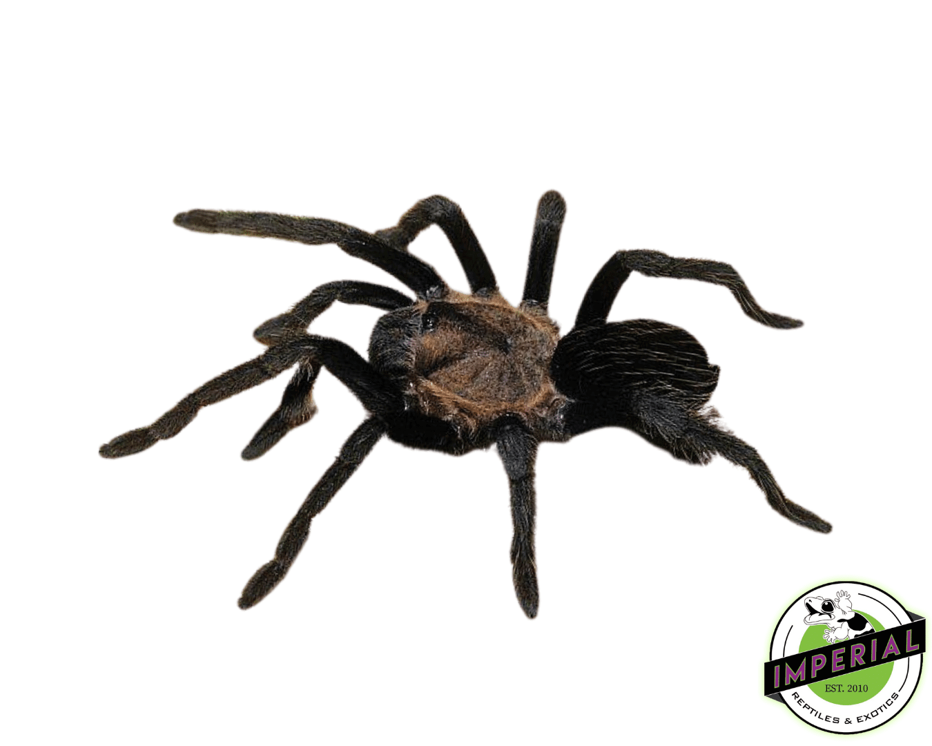 Aphonopelma sp. "Oaxaca" Tarantula