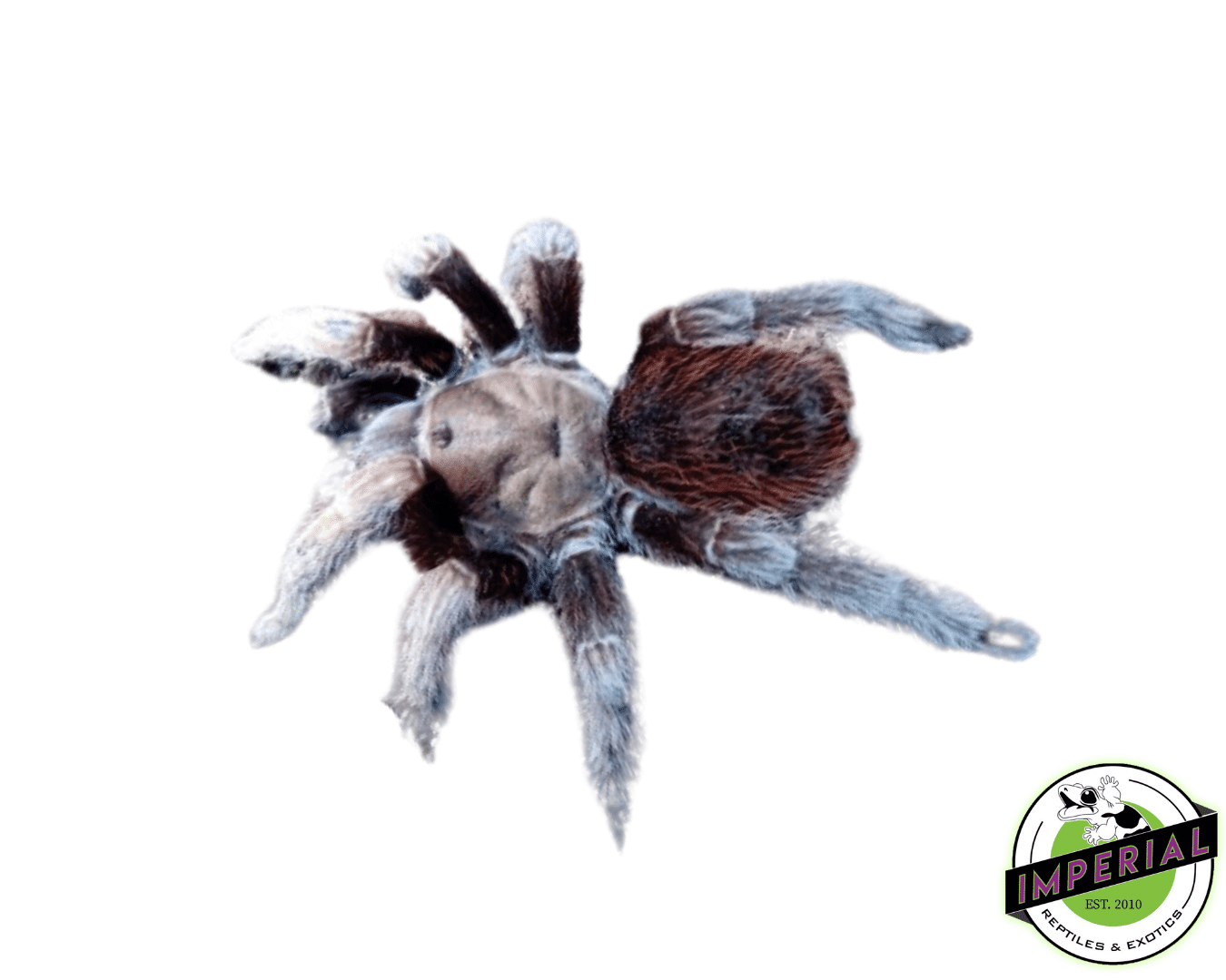 Aphonopelma sp. "Puebla" Tarantula