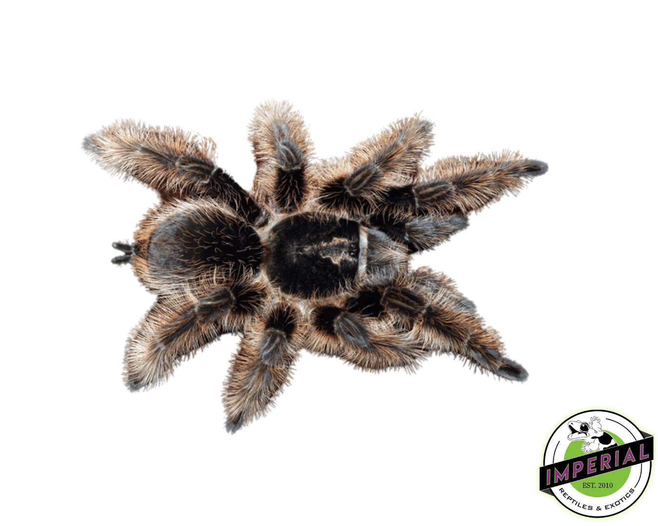 Aphonopelma sp. "Queretaro" Tarantula