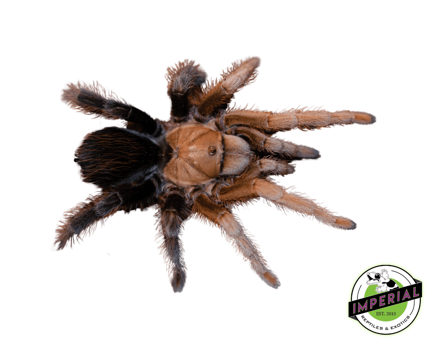 Aphonopelma sp. "Red & Black Diamond" Tarantula