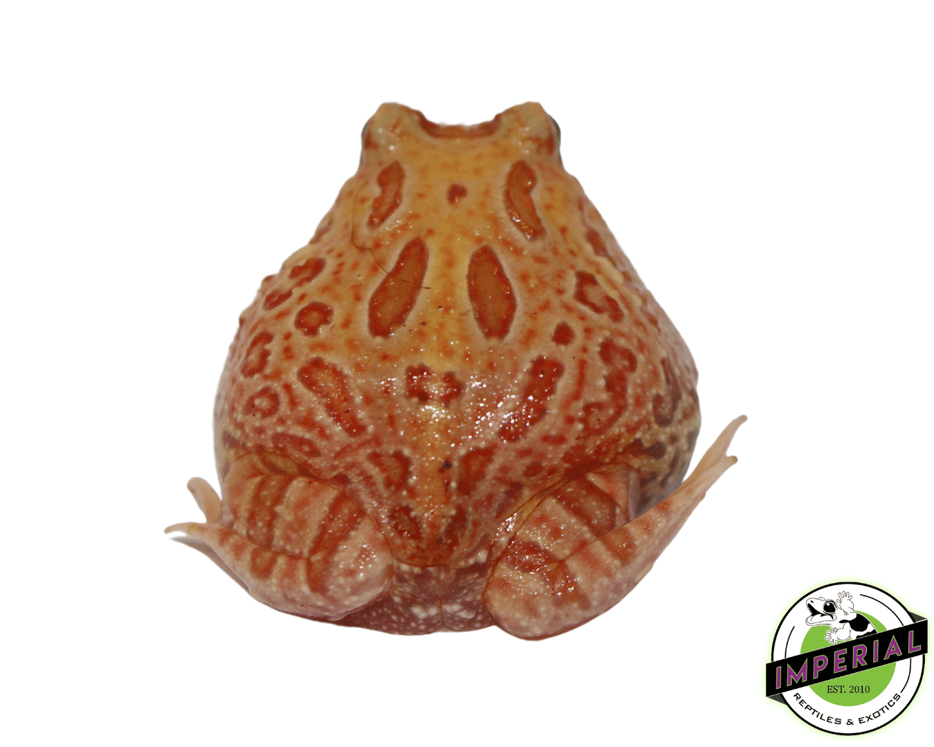 Apricot Pacman Frog Baby — image 2