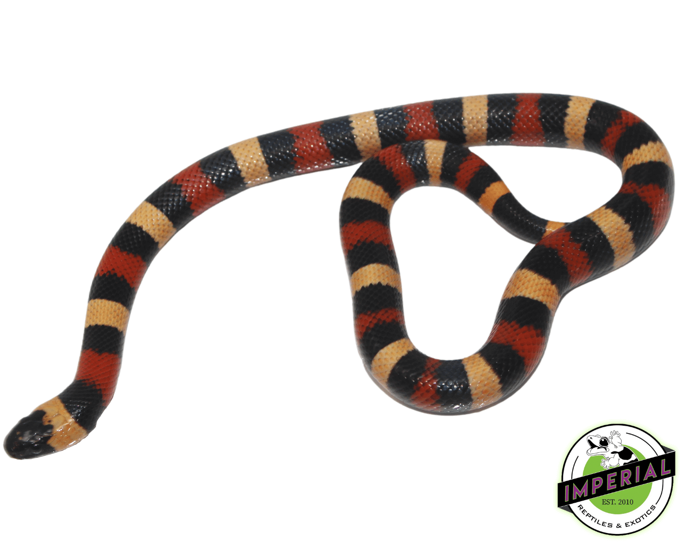 Apricot Pueblan Milk Snake Baby — image 2