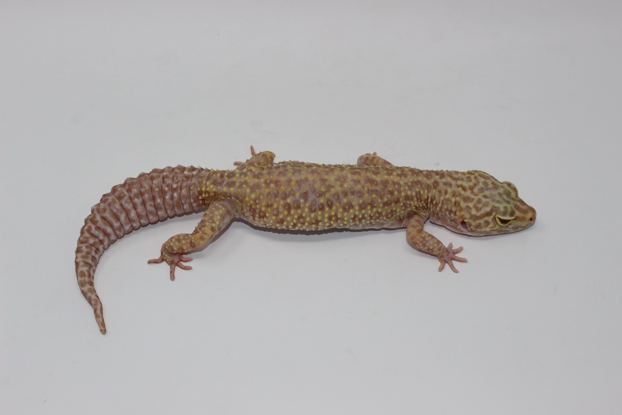 Aptor Leopard Gecko Adult — image 2