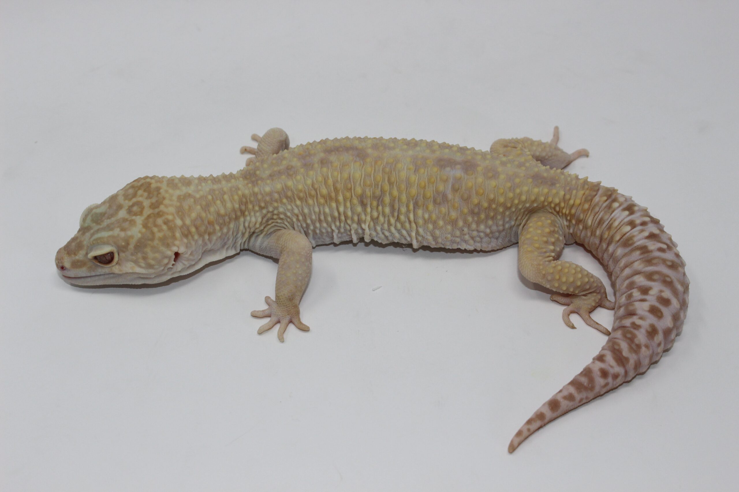 Aptor Leopard Gecko Adult — image 3