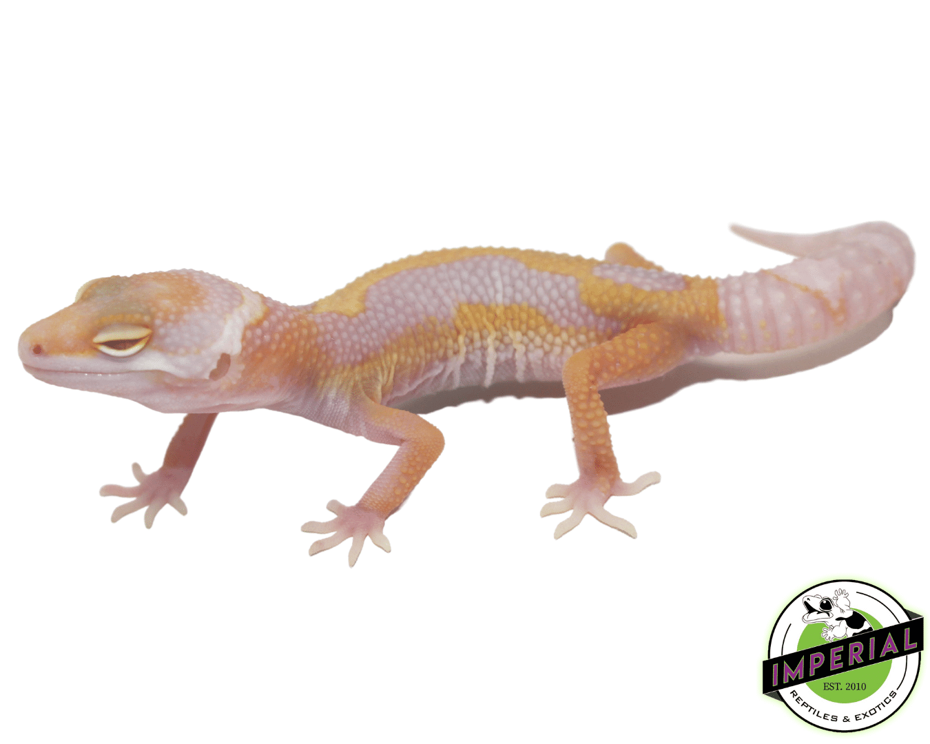 Aptor Leopard Gecko Baby