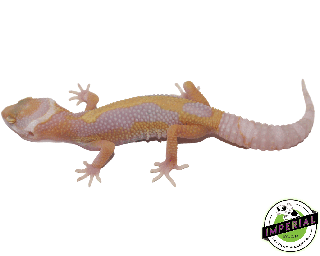 Aptor Leopard Gecko Baby — image 2