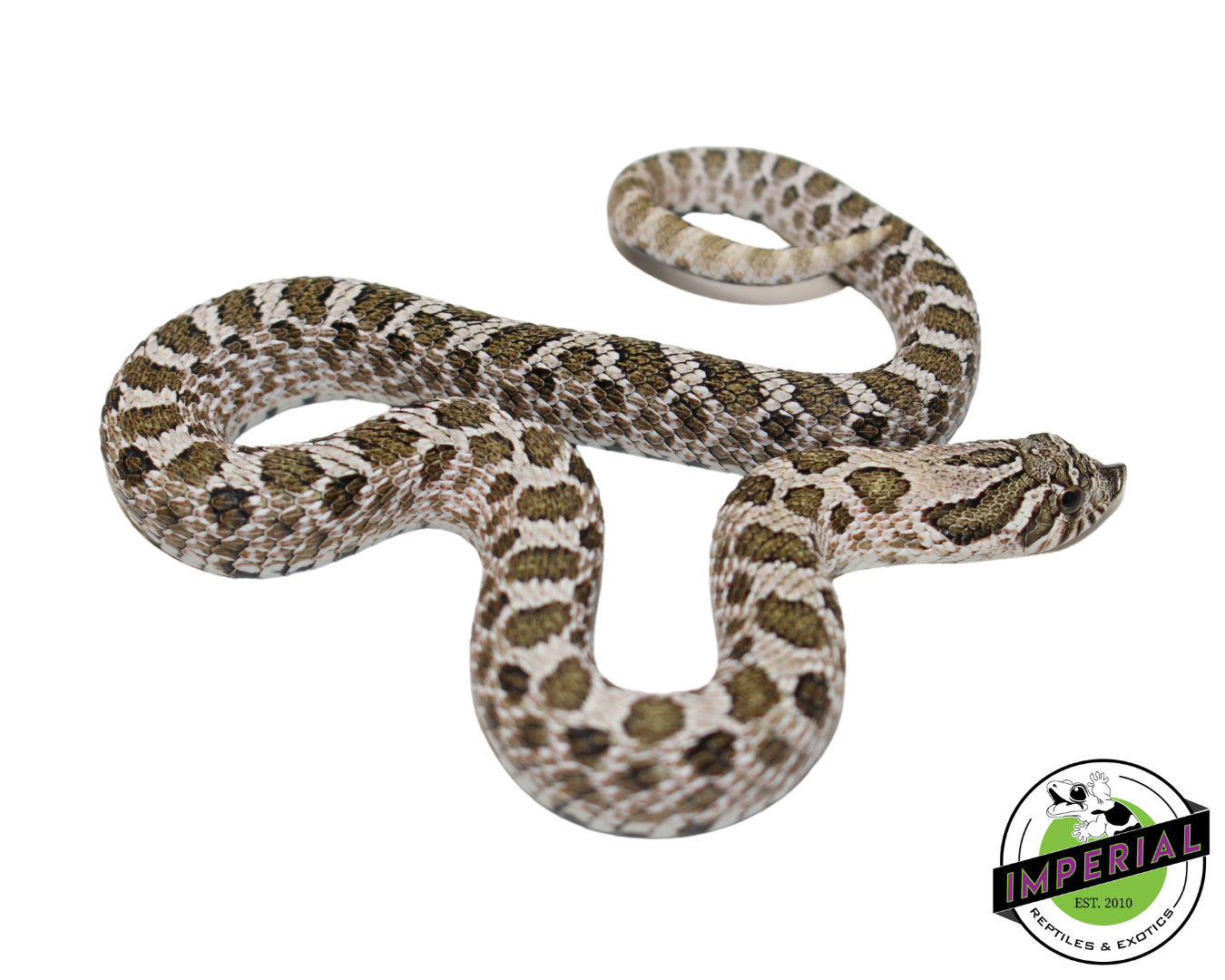 Arctic Western Hognose Baby — image 2