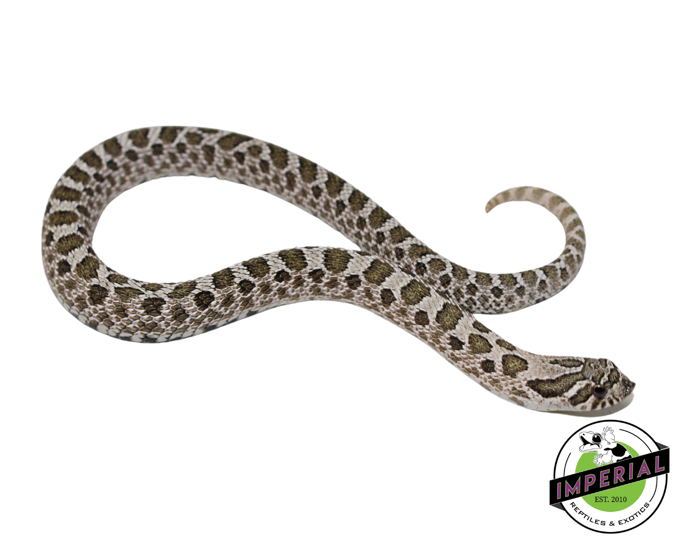 Arctic Western Hognose Baby