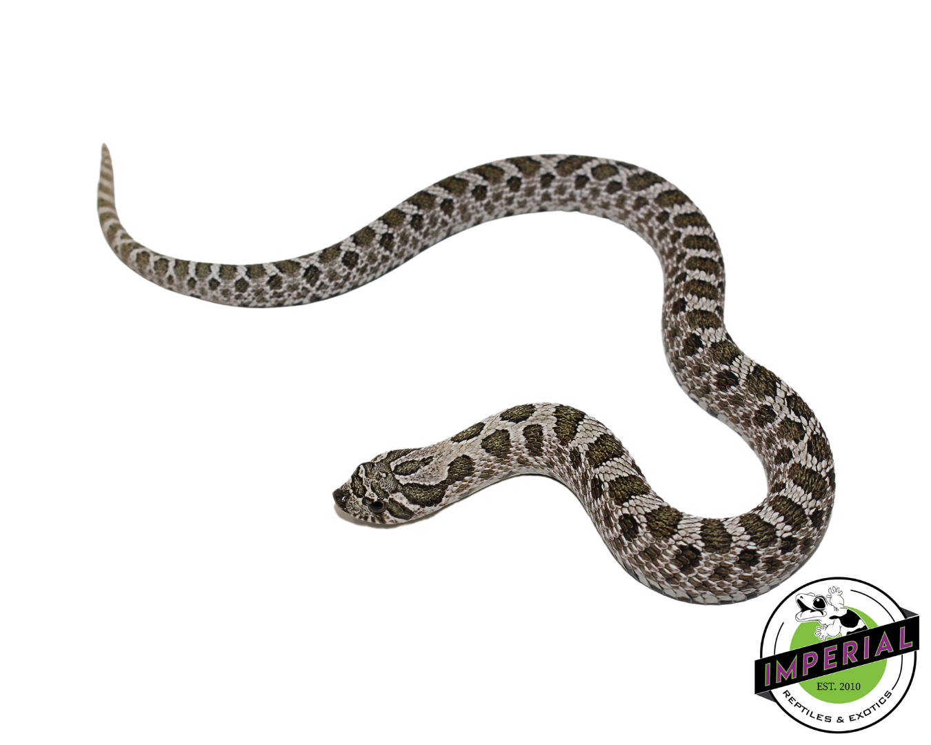 Arctic Western Hognose Baby — image 3