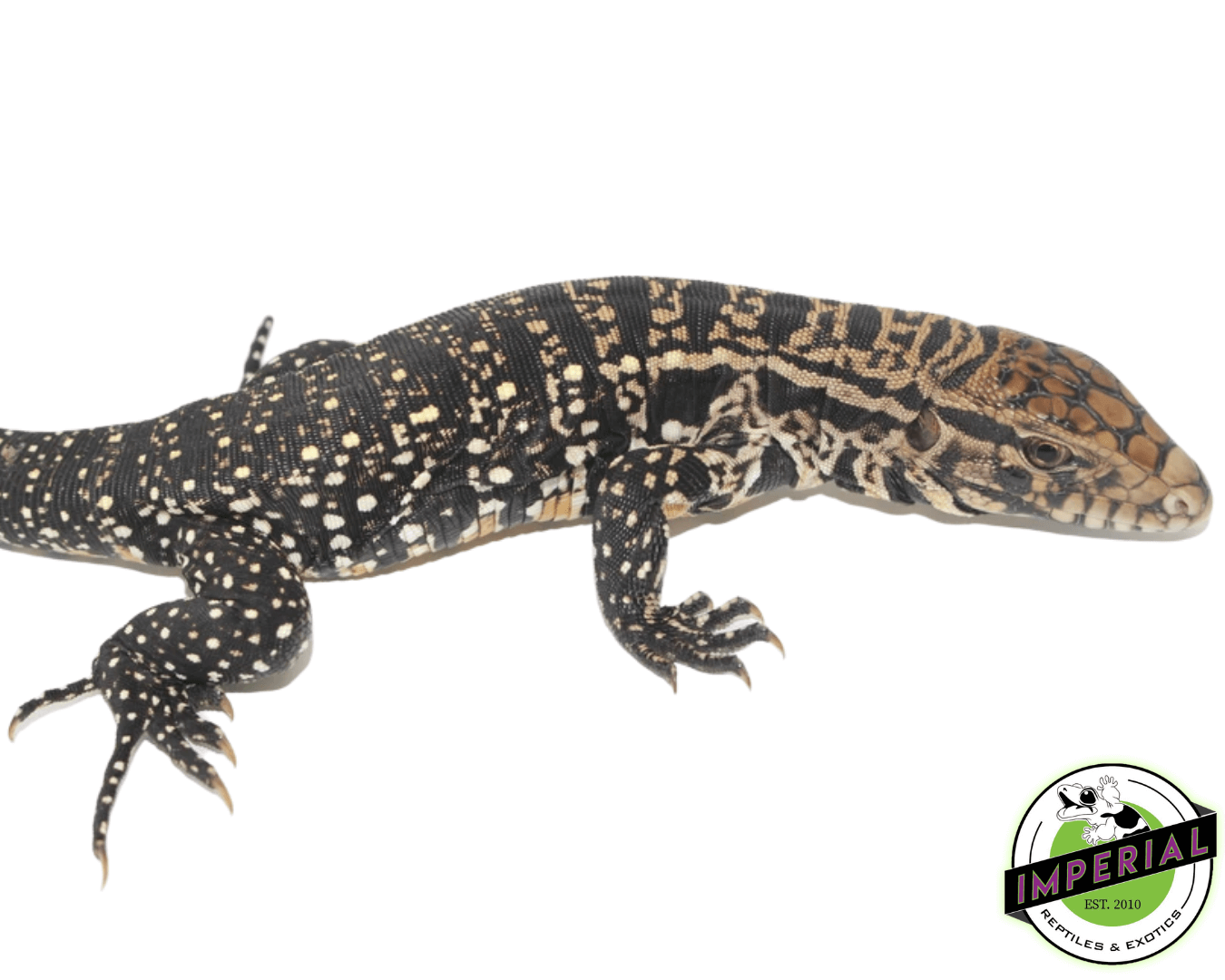 Argentine Black & White Tegu Juvenile