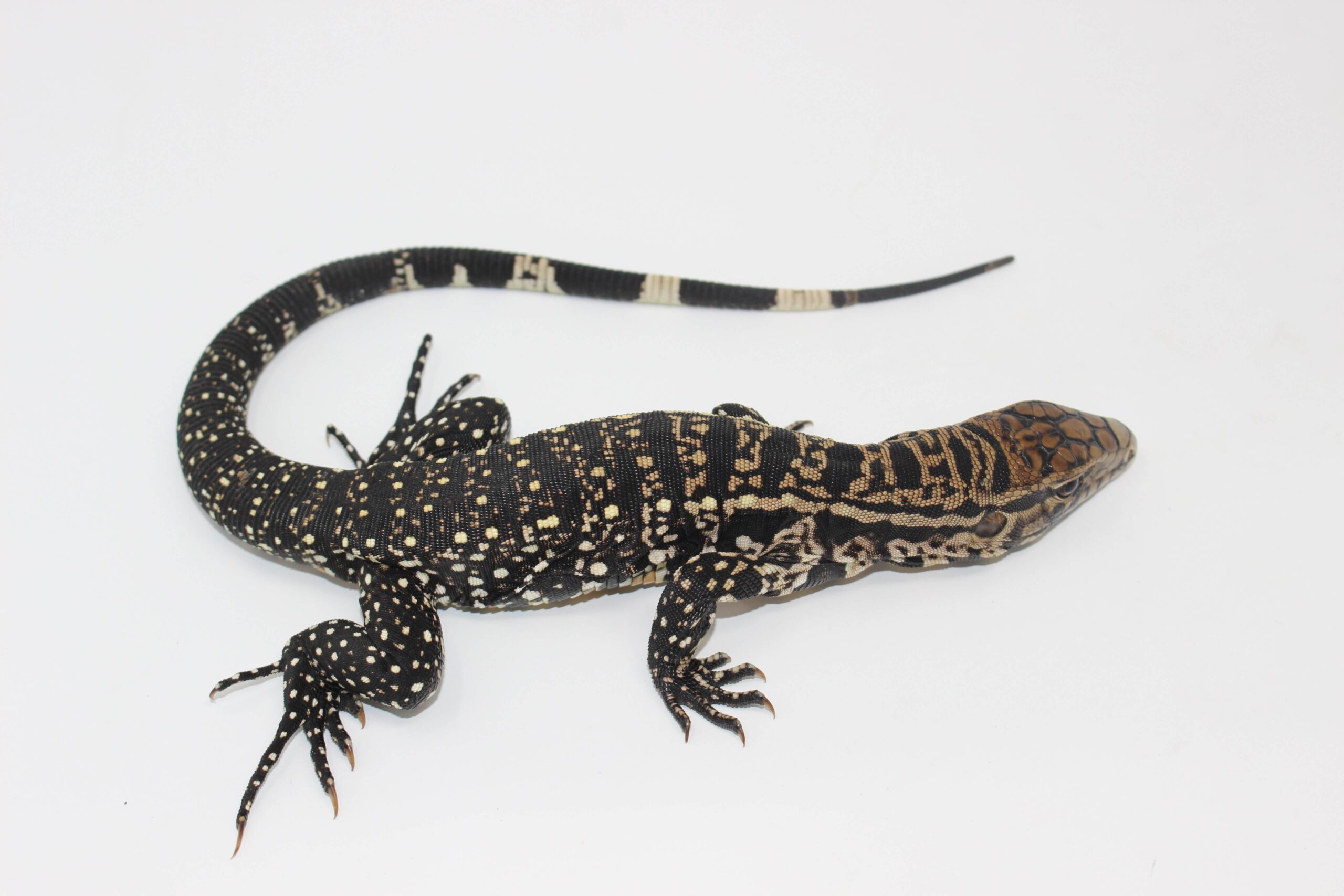 Argentine Black & White Tegu Juvenile — image 2