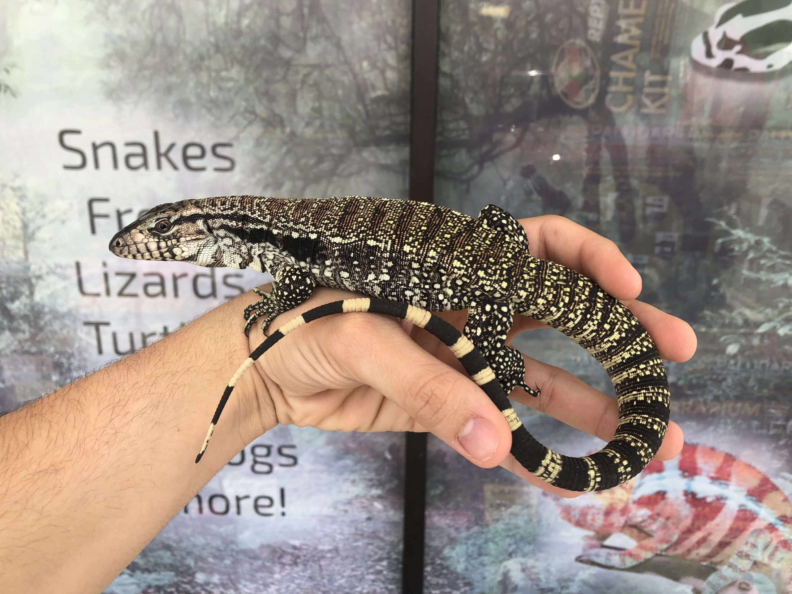 Argentine Black & White Tegu Juvenile — image 3