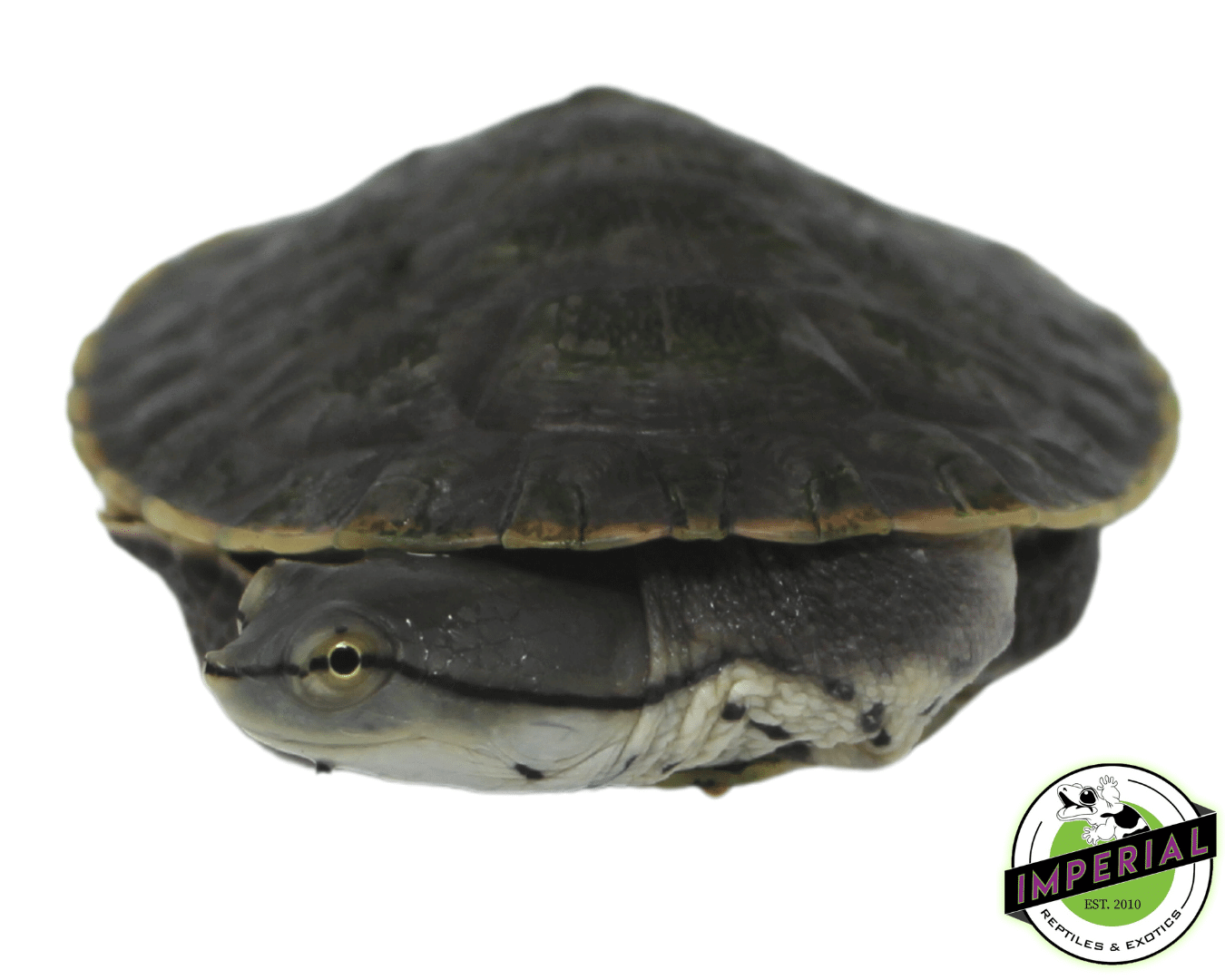 Argentine Sideneck Turtle — image 2