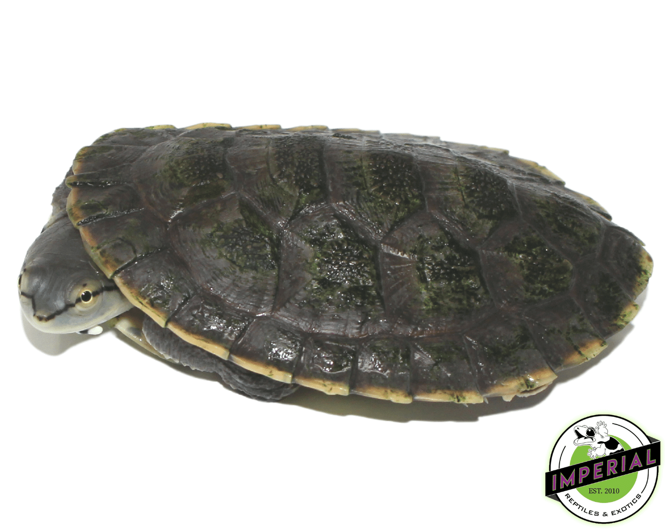 Argentine Sideneck Turtle