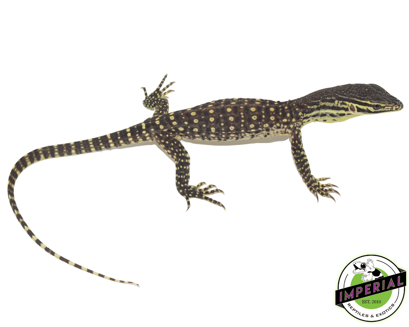 Argus Monitor Baby
