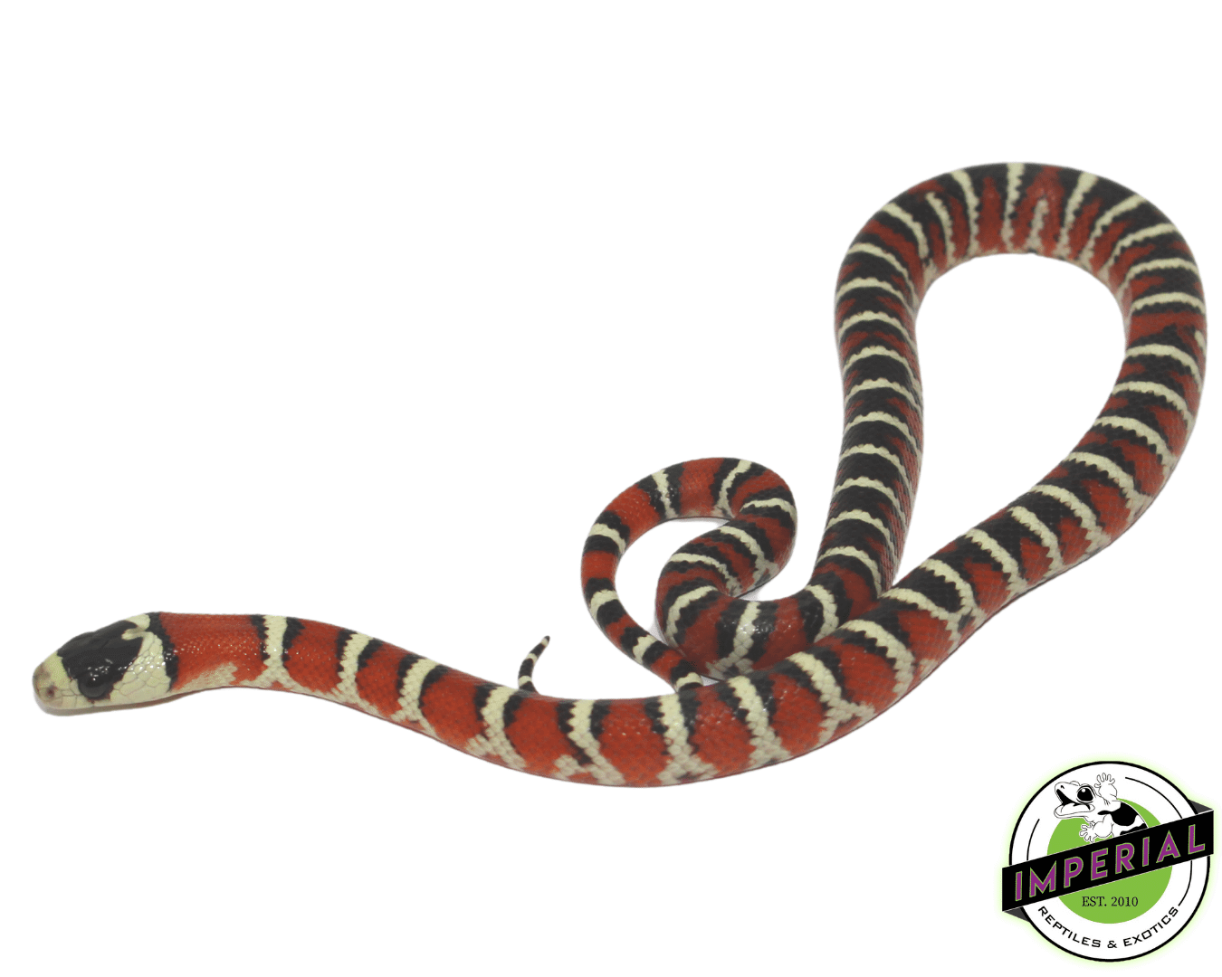 Arizona Mountain Kingsnake — image 2