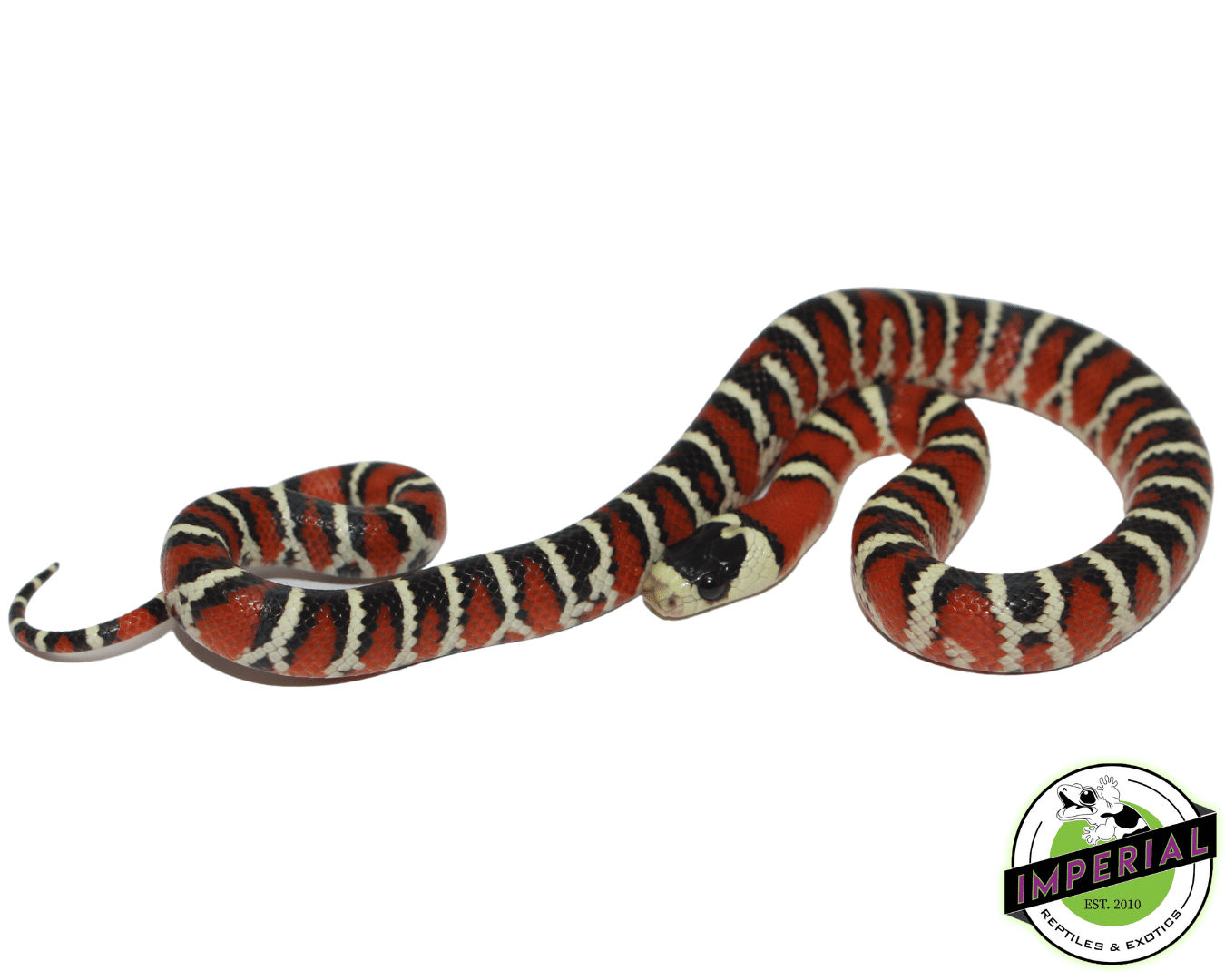 Arizona Mountain Kingsnake