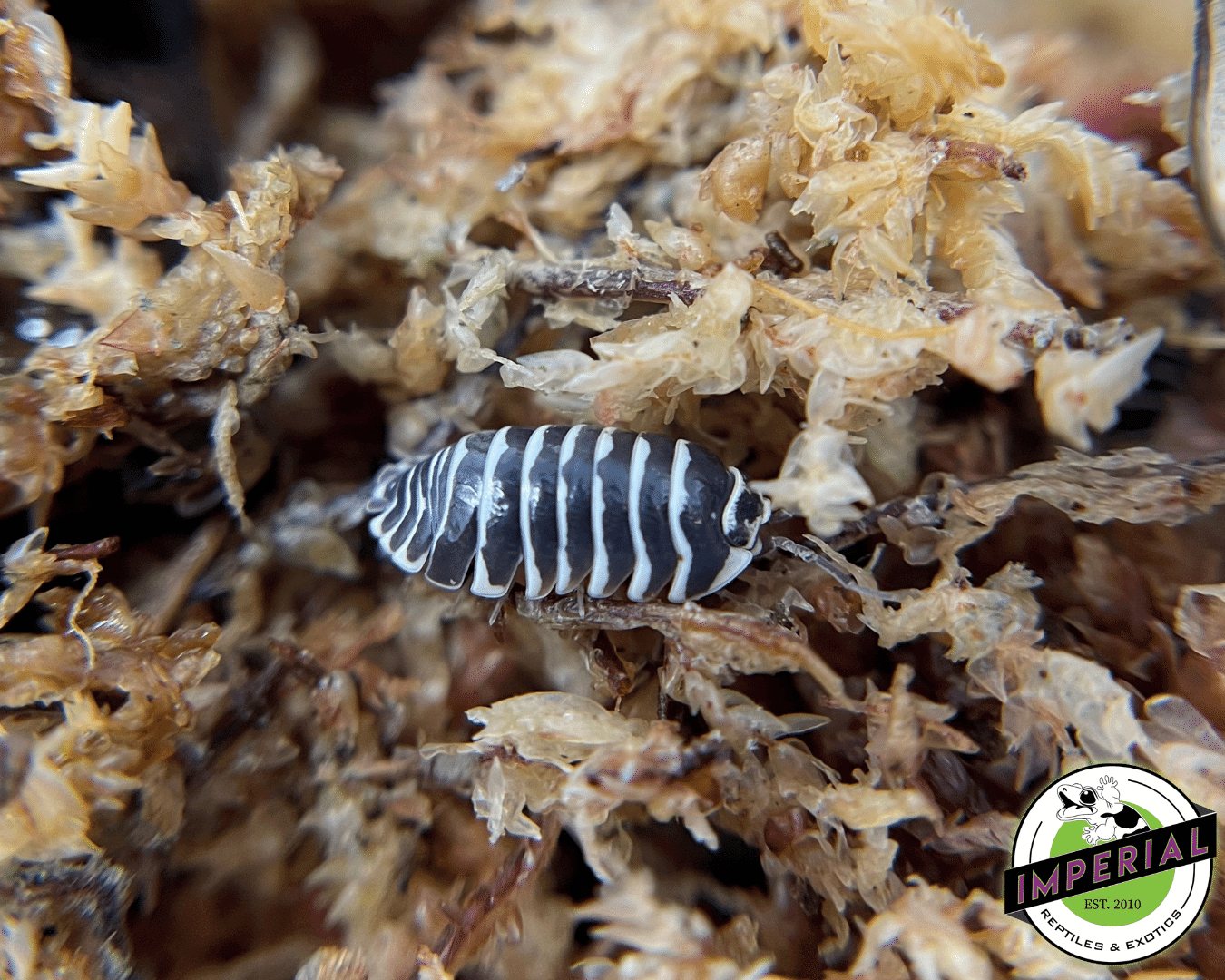 Armadillidium maculatum "Zebra" Isopods — image 2