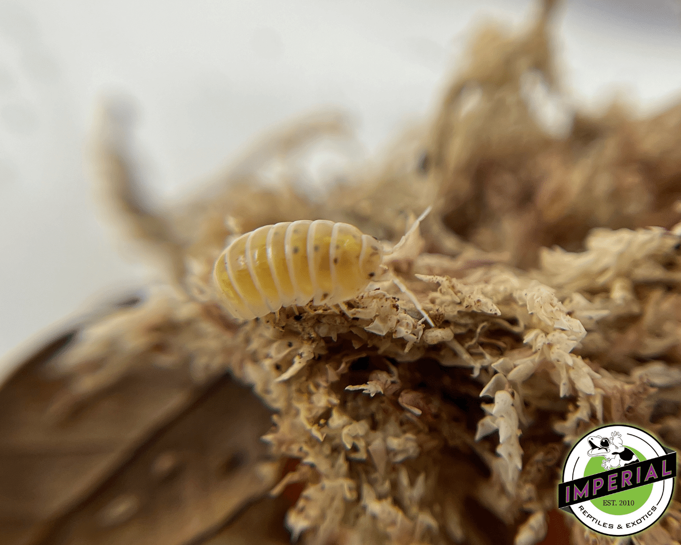 Armadillidium vulgare "Magic Potion" Isopods (10 ct.)