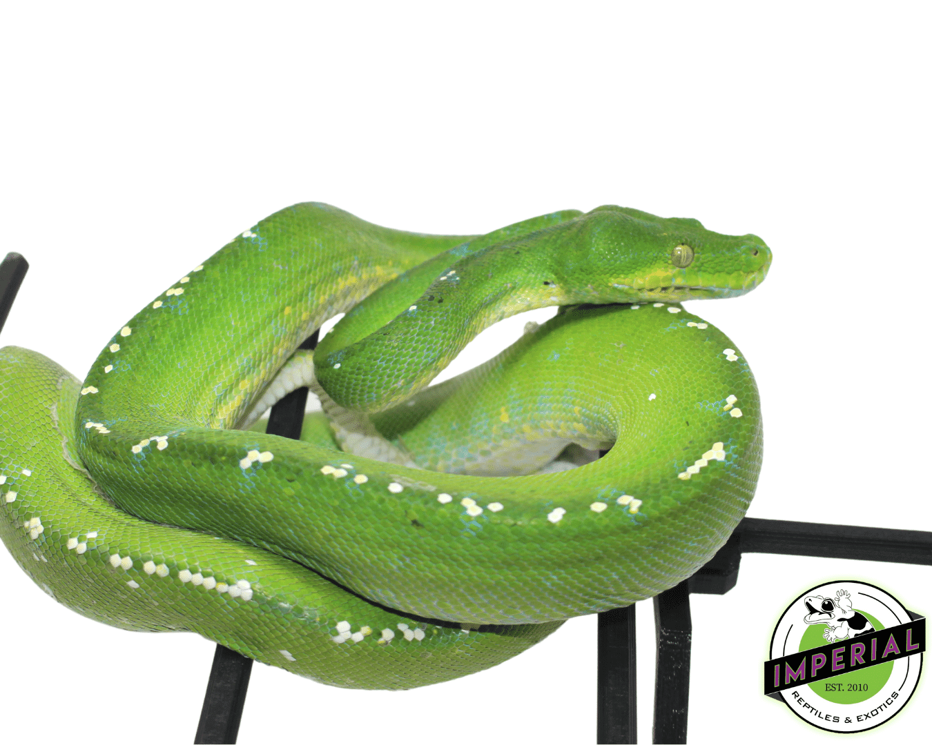 Aru Green Tree Python Adult