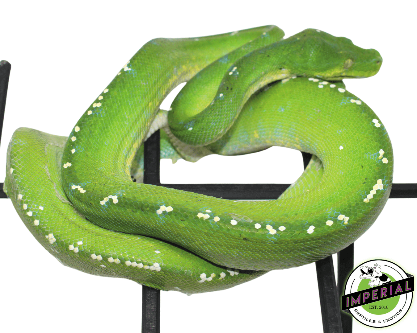 Aru Green Tree Python Adult — image 2