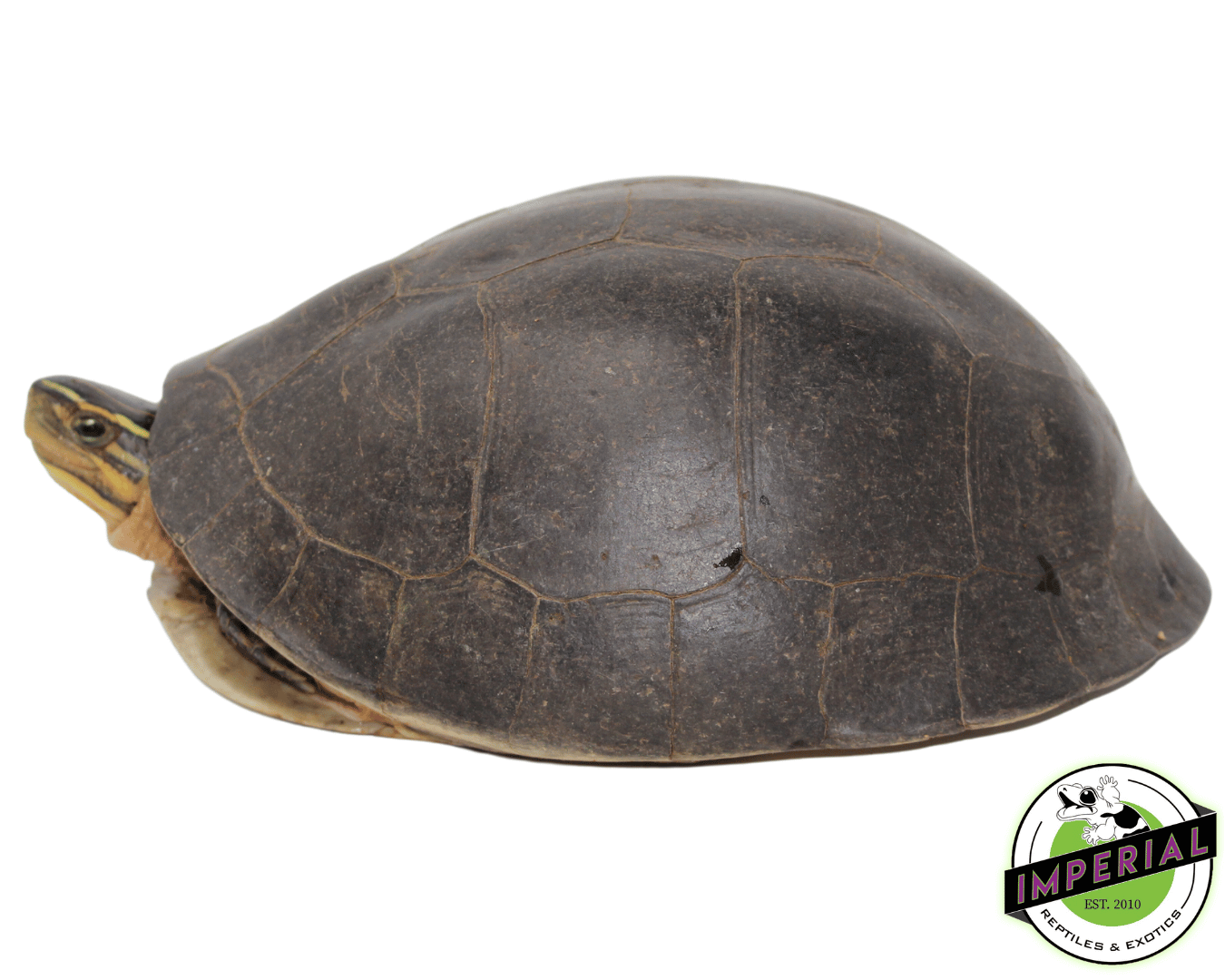 Asian Box Turtle Adult — image 2