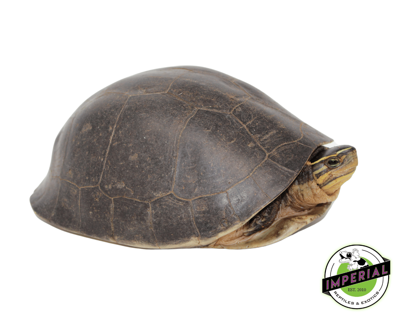 Asian Box Turtle Adult