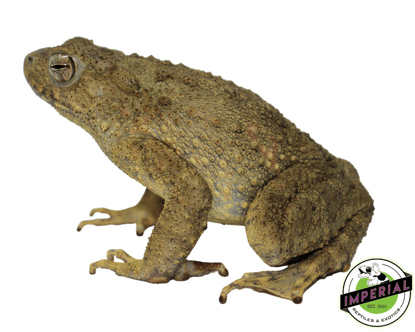 Asian Giant Toad — image 2
