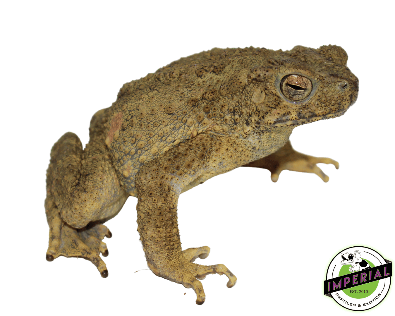 Asian Giant Toad