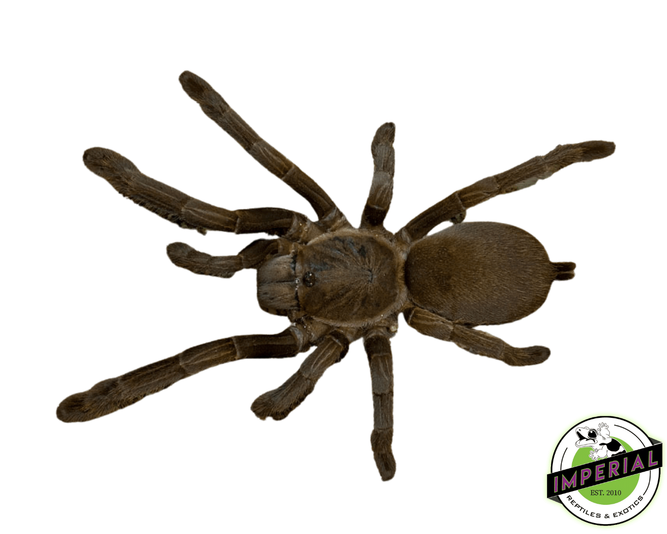Australian Barking Spider