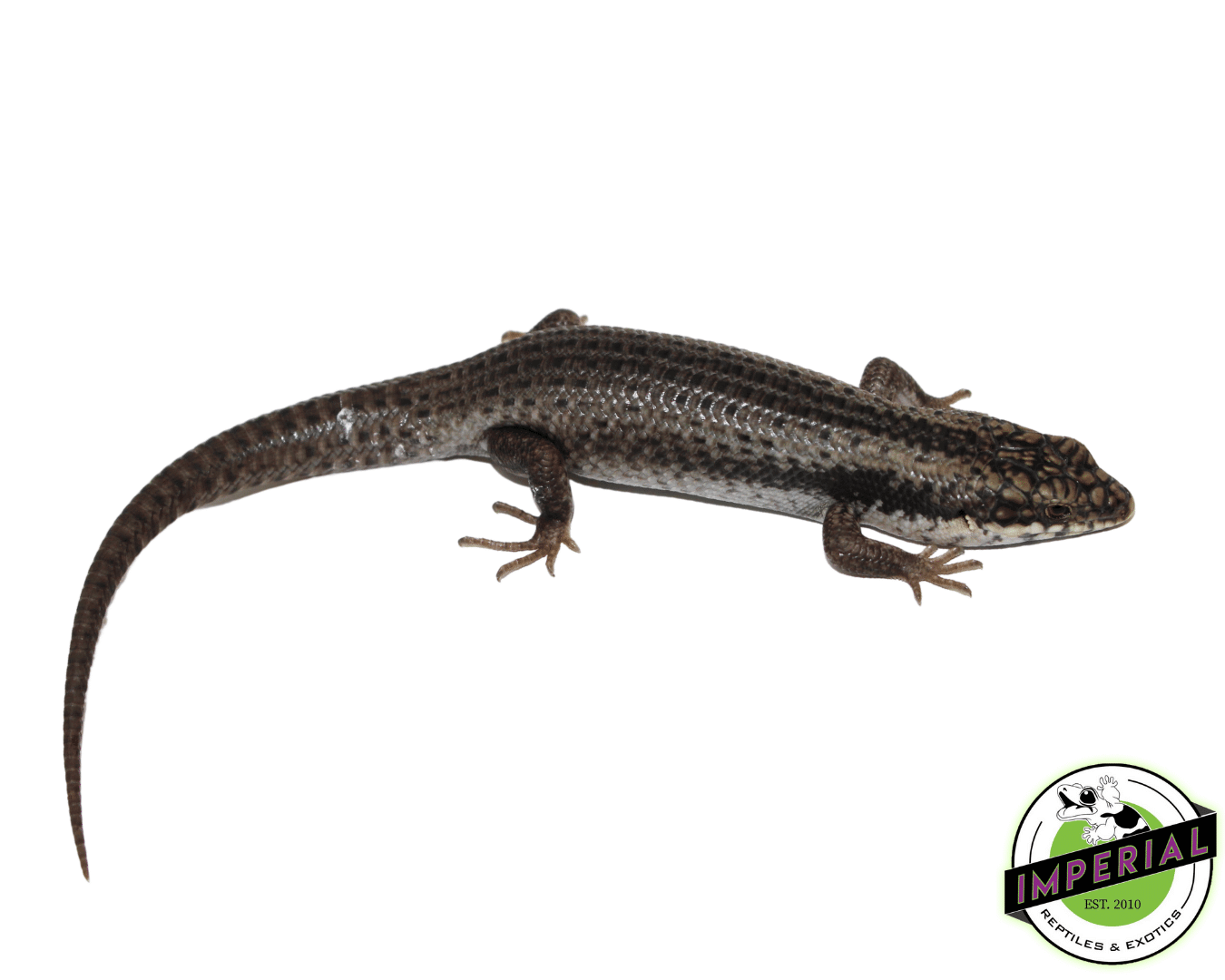 Australian Tree-Crevice Skink (Egernia striolata)
