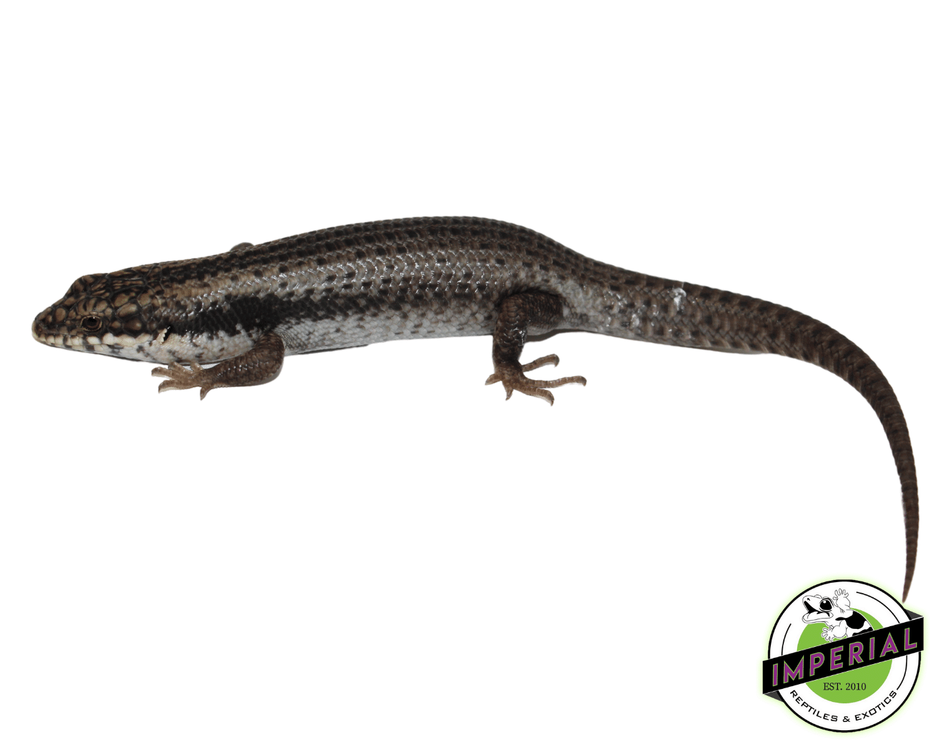 Australian Tree-Crevice Skink (Egernia striolata) — image 2