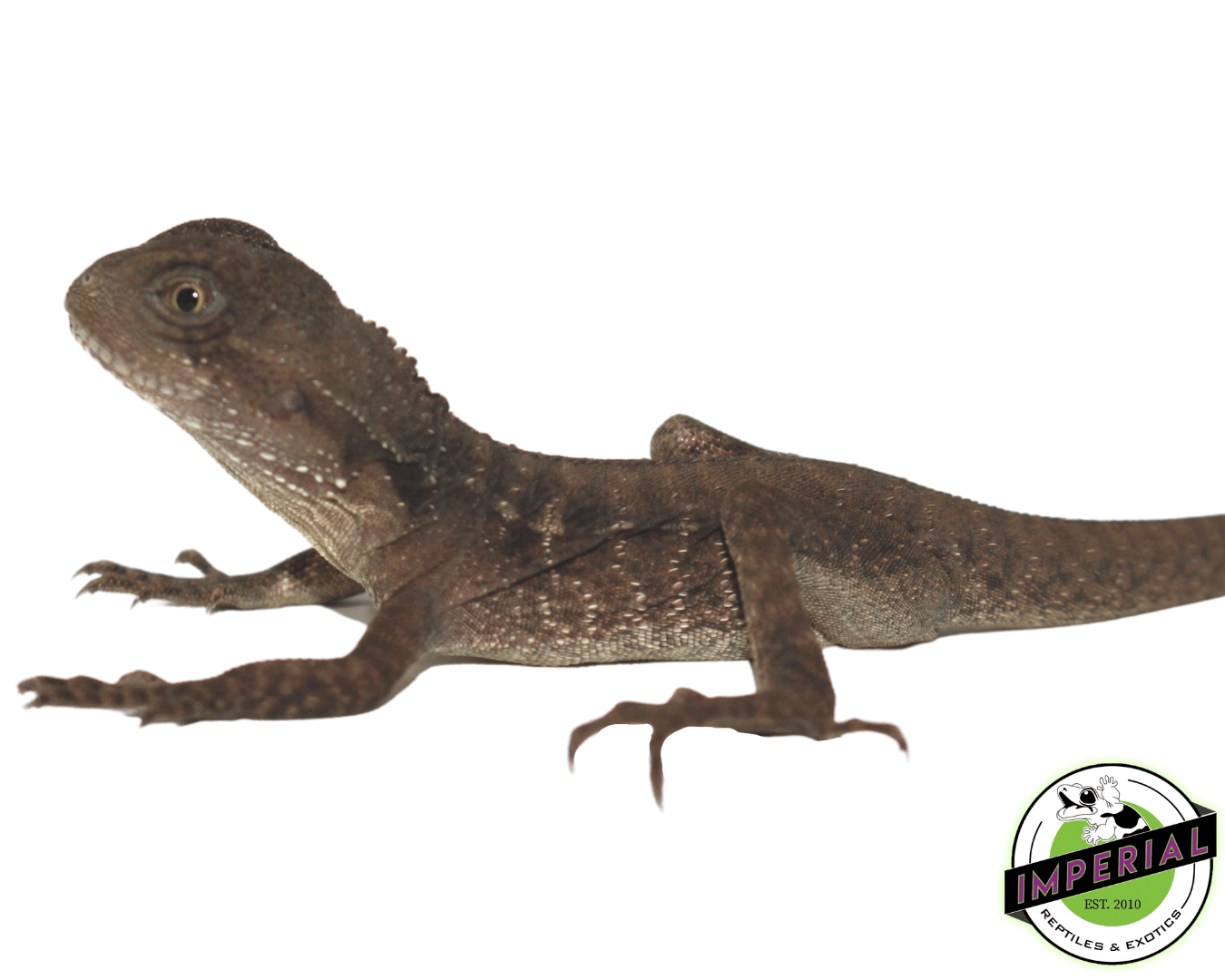 Australian Water Dragon Baby — image 2
