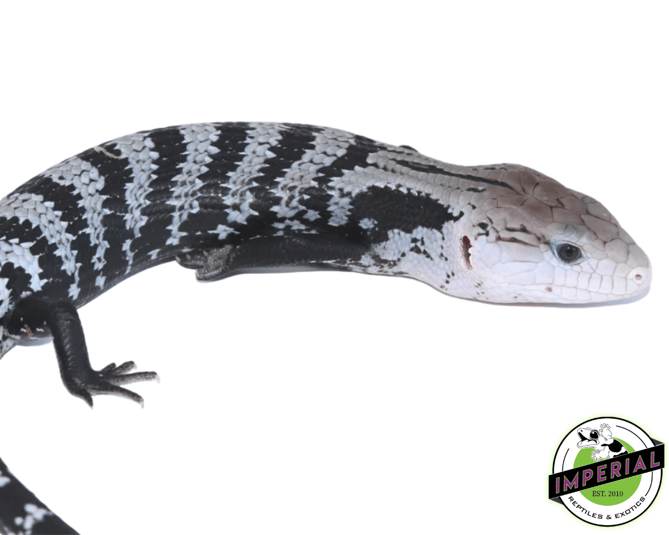 Axanthic Halmahera Blue Tongue Skink Baby — image 3